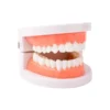 Modello Dentale Professionale – Training & Display Gemme Dentali
