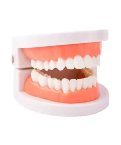 Modello Dentale Professionale – Training & Display Gemme Dentali